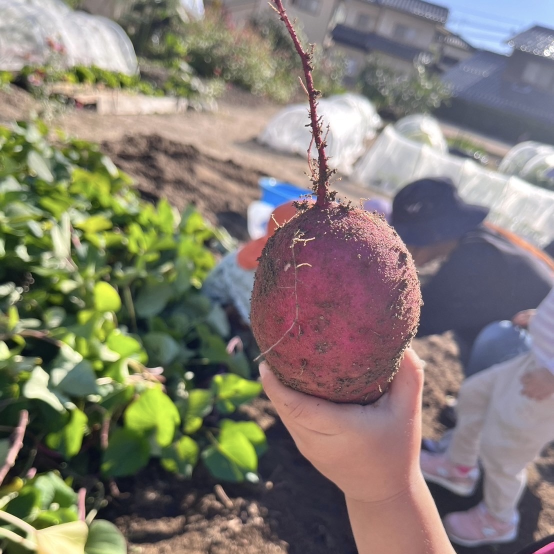 さつまいも掘り