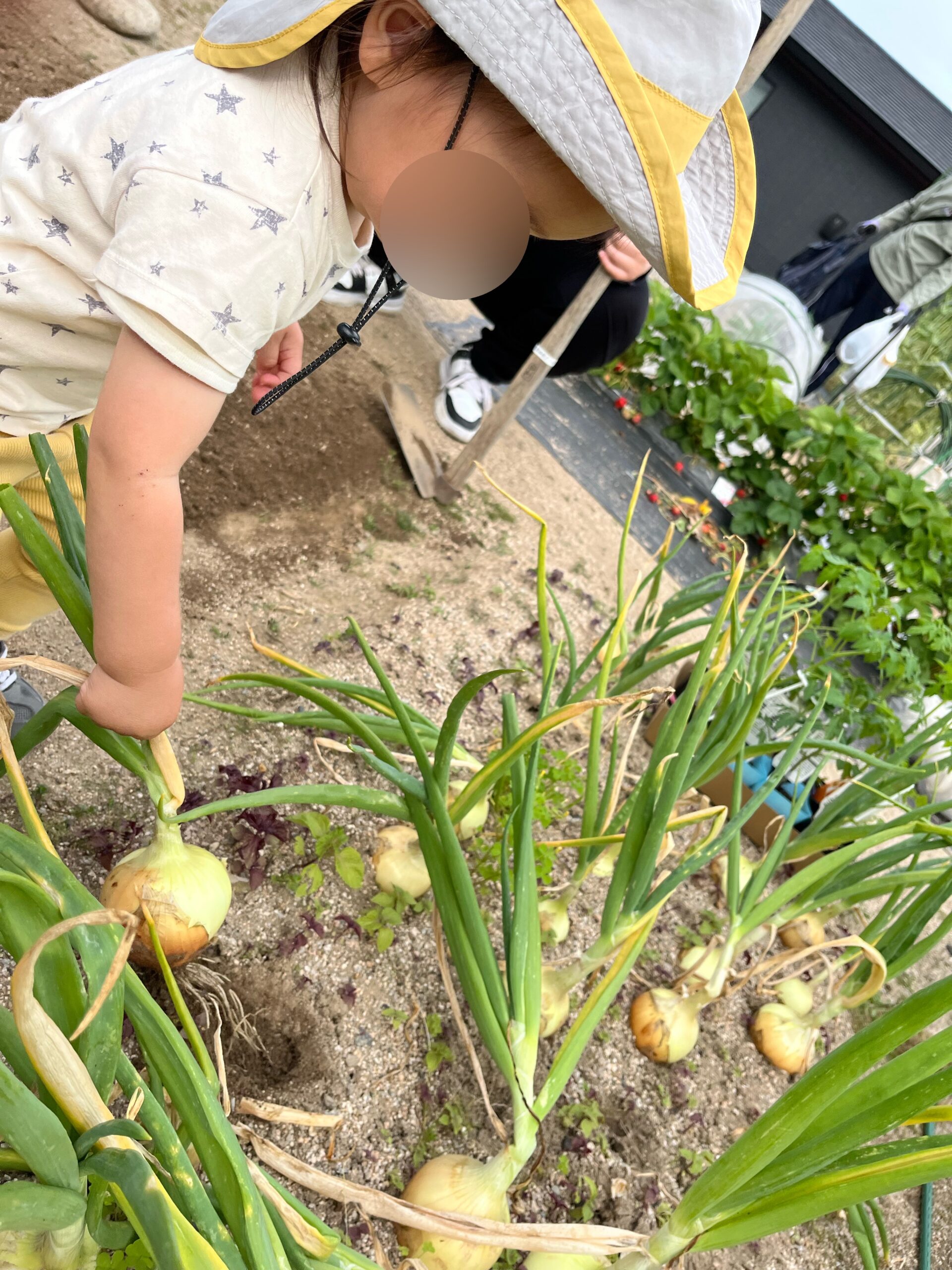 玉ねぎを収穫しました