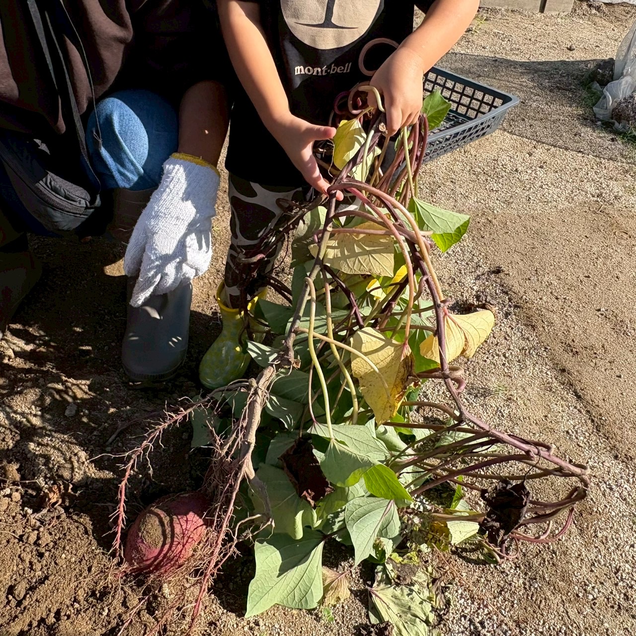 芋掘りをしました。（２歳児）