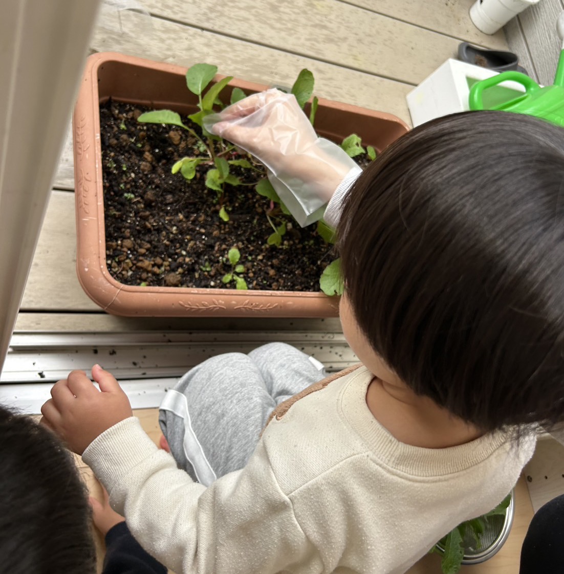 ラディッシュ（１歳児）