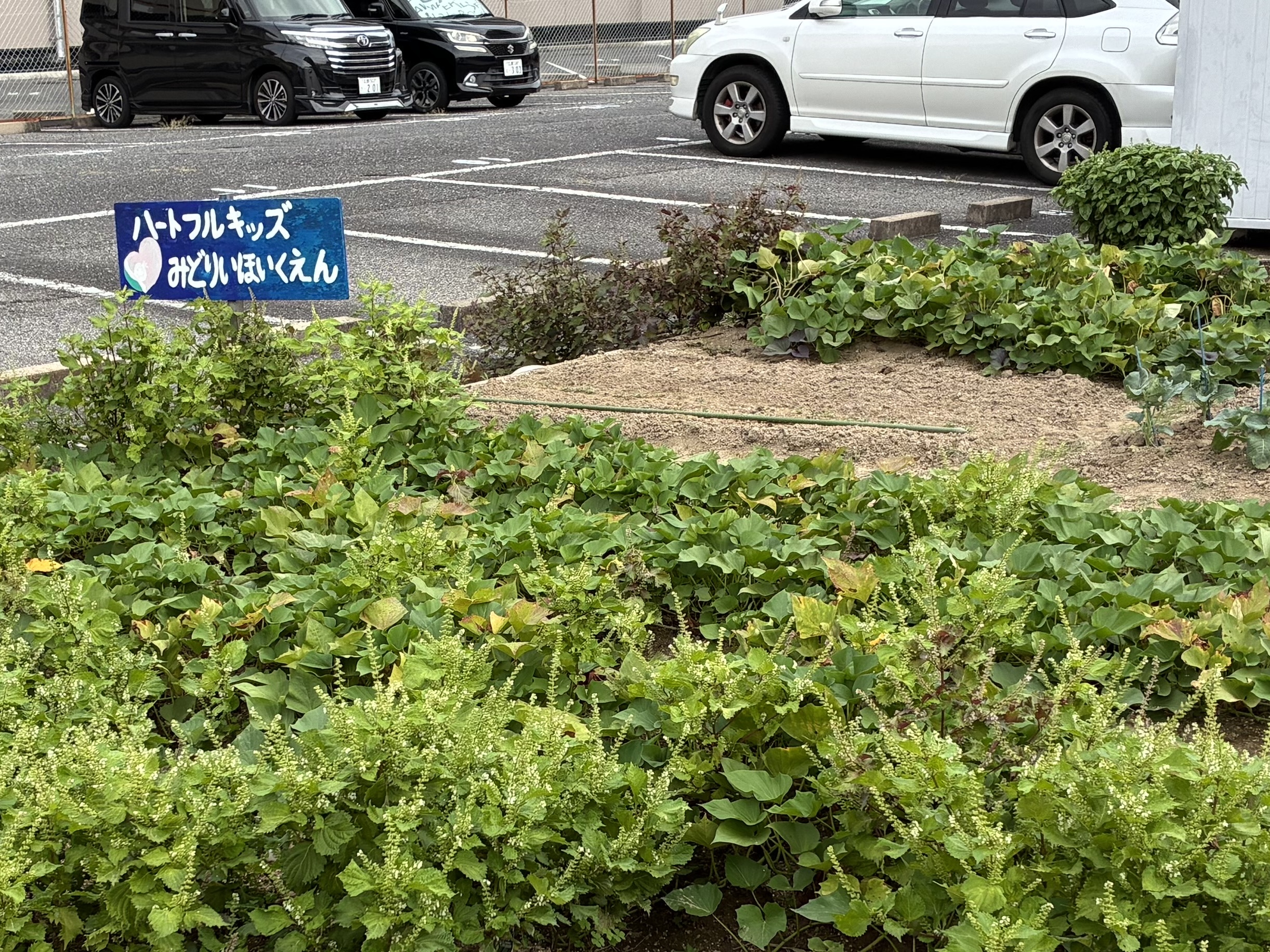 畑だより